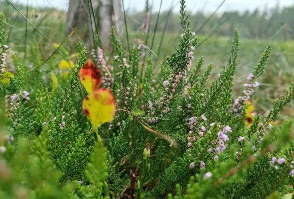 Wrzos zwyczajny — fioletowe dywany późnego lata w lasach Nadleśnictwa Gorowo Iławeckie