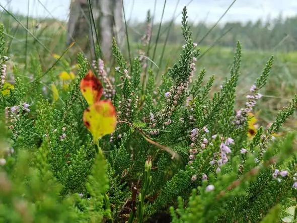 Wrzos zwyczajny — fioletowe dywany późnego lata w lasach Nadleśnictwa Gorowo Iławeckie